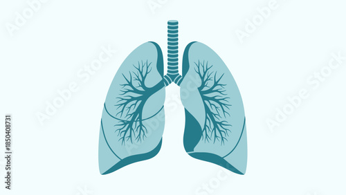 Detailed illustration of human lungs showing bronchial tree and airways anatomy.