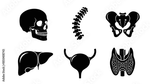 Collection of black anatomy silhouettes including skull, spine, pelvis, ribs, and lungs icons.
