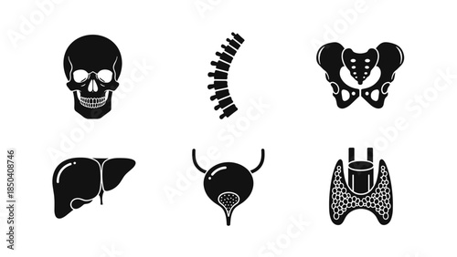 Set of black anatomy icons depicting skull, spine, pelvis and internal organs in a vector illustration set.