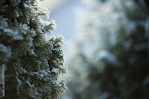 Thuja branches covered in frost. Evergreen Cypress. Peaceful winter landscape. Nature background or banner
