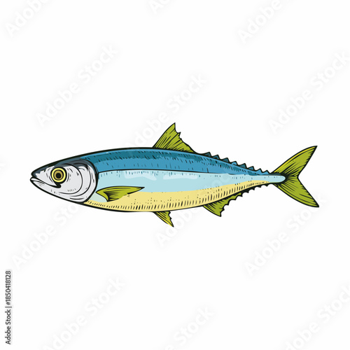 Herring Clupea fish food animal color sketch engraving vector illustration.