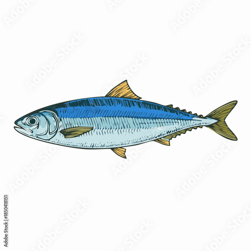 Herring Clupea fish food animal color sketch engraving vector illustration.