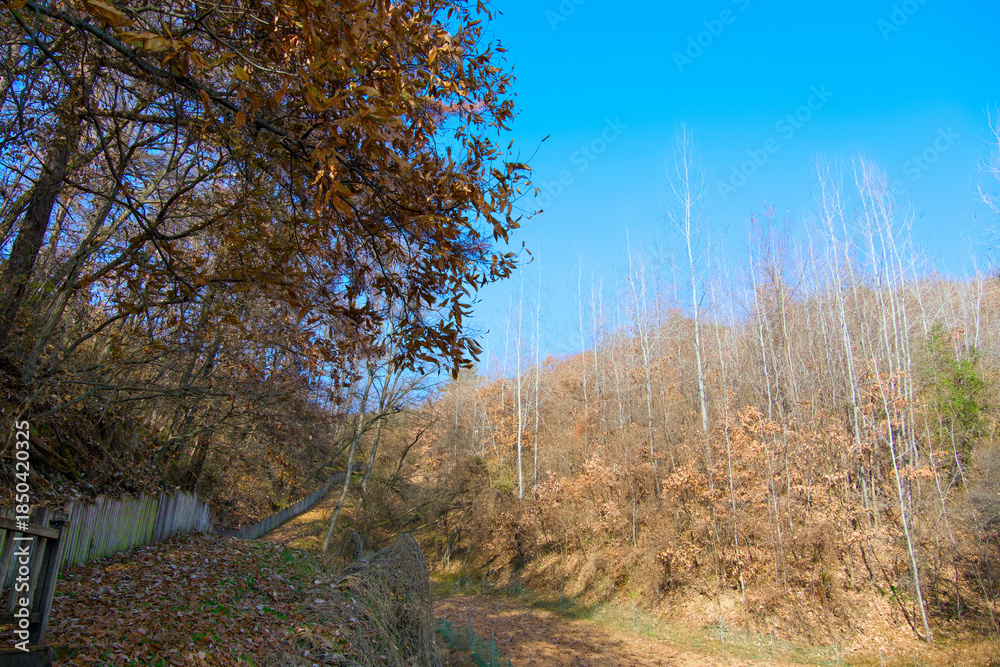 Fototapeta premium Somewhere in the autumn forest under the blue sky