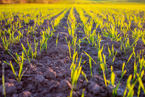 Fényképezés Green sprouts emerge from dark soil in a field during the evening light