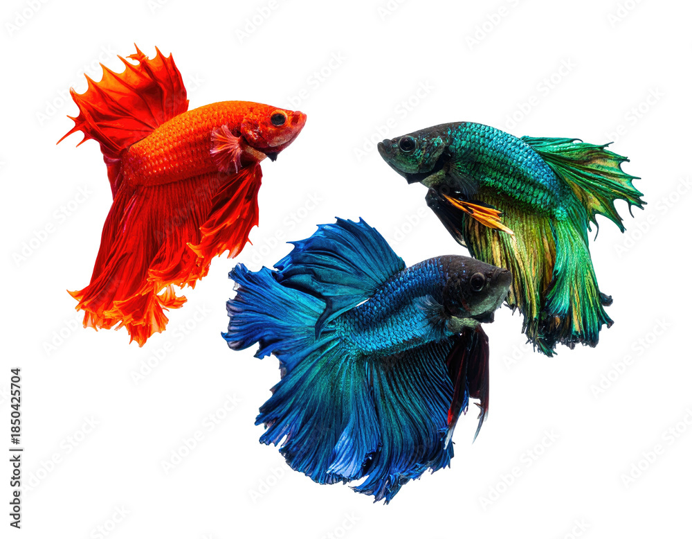 Obraz premium Vivid close-up shot of three vibrantly colored Siamese fighting fish against a black backdrop