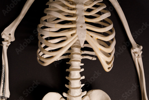 Close up view of the human ...