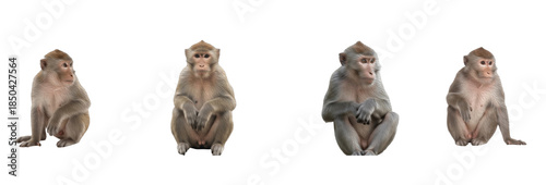 Set of monkey sitting in different poses isolated on transparent PNG background, oil paint