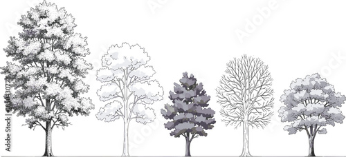 Diverse collection of deciduous and evergreen trees, showcasing varied foliage and bare branches in a grayscale illustration