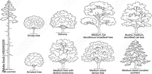 Collection of diverse tree illustrations showcasing various shapes, sizes, and foliage types for botanical and landscape design reference