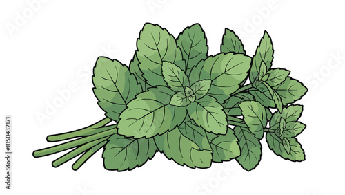 Vibrant green mint leaves arranged in a fresh herbal cluster illustration