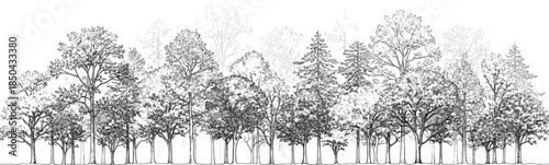A detailed monochrome illustration of a dense forest canopy with various deciduous and coniferous trees