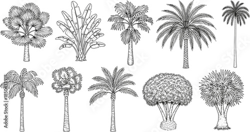Diverse collection of tropical palm trees and exotic plants in detailed line art, showcasing various species with intricate outlines for design and decorative elements