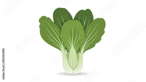 A fresh and vibrant green bok choy vegetable illustration on a clean white background, highlighting its crisp leafy texture and healthy culinary