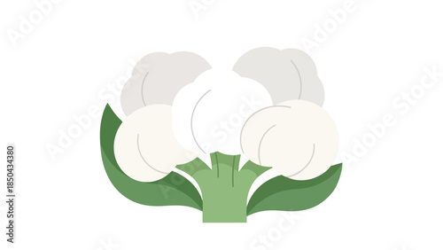 A modern, crisp illustration of a fresh cauliflower with its iconic white florets and vibrant green stem, symbolizing healthy eating and pure,