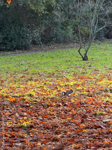 autumn in the forest