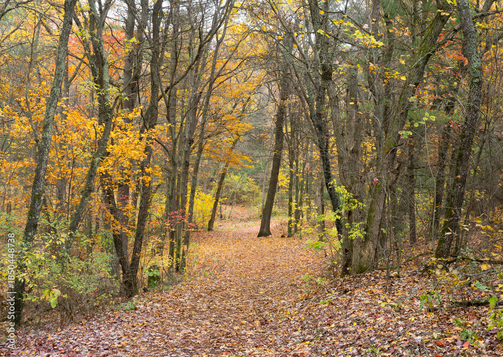Fototapeta premium Walking Trail with Autumn Foliage in Mirror Lake State Park, Wisconsin
