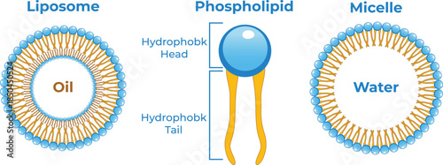 Liposome concept showing hydrophilic head and hydrophobic tail