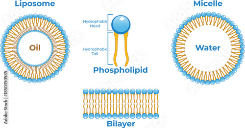 Micelle structure diagram showing hydrophilic head and hydrophobic tail