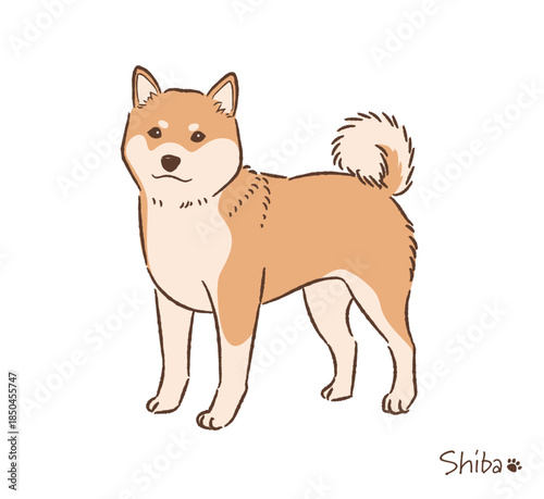 手描きの柴犬赤毛_ベクターイラスト