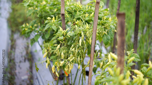 Wallpaper Mural Photo of a cayenne pepper plant with a very dense fruit crop but appearing wilted. This is usually caused by the Fusarium bacteria. Torontodigital.ca