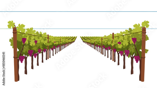 Vineyard rows with lush green vines bearing purple grapes and support posts
