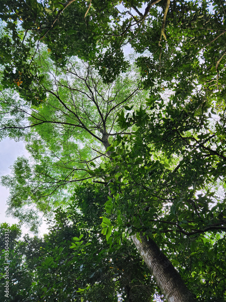 Fototapeta premium Slender forest tree reaching toward bright sky. Tall tree rising through green canopy layers. Natural tree silhouette in tropical forest. Vertical woodland tree under open sky