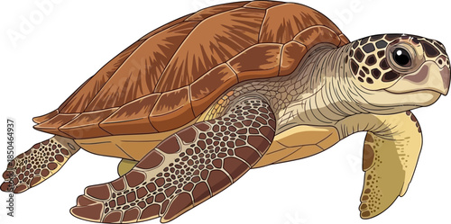 Detailed Illustration of a Sea Turtle Swimming Marine Life Ocean Creature Wildlife Art