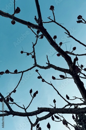 Leafless tree branches reaching into a clear blue sky, creating a calm, minimalist nature scene with delicate organic lines.