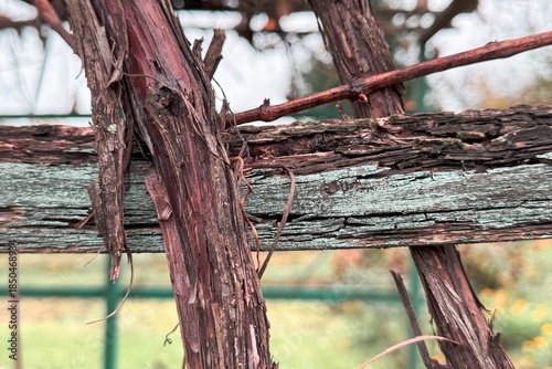Close-up of weathered wooden trellis overgrown with old grapevine branches and peeling paint.