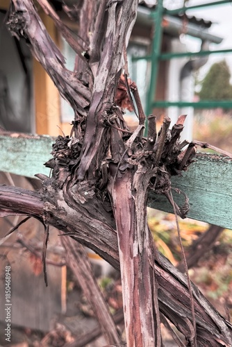 Detailed view of thick, twisted grapevine stems wrapped around an aged painted wooden beam.