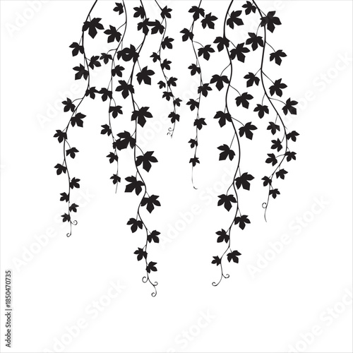 Black Ivy Leaf Silhouette Hanging Vines Vector Illustration on White Background