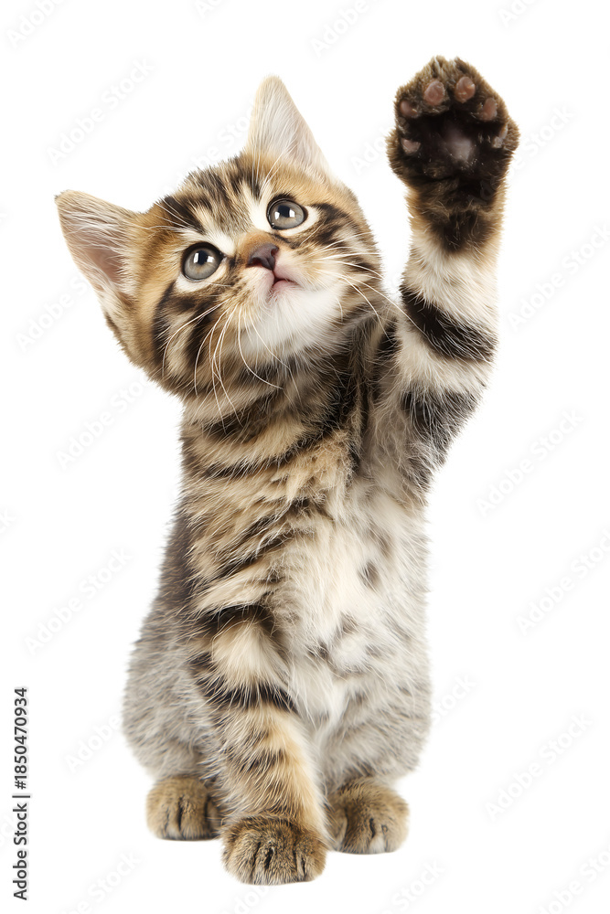 Obraz premium Cat raising paw for high five