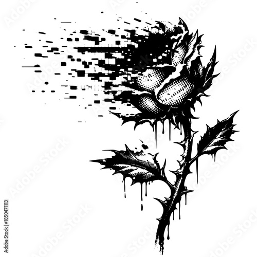 Vintage Glitch Thistle Flower Engraving Vector, Inverted Black White Xerography on Transparent Background