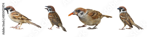 Fotografie Set of four bird isolated on transparent background