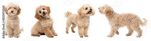 Fotografie Four dog isolated on transparent background