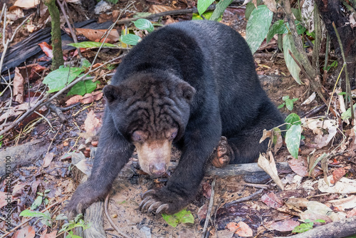 Bornean Sun Bear (Helarctos malayanus euryspilus) at the Bornean Sun Bear Conservation Centre, Sabah, Borneo, Malaysia