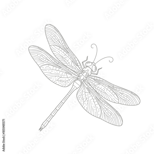 dragonfly vector illustration