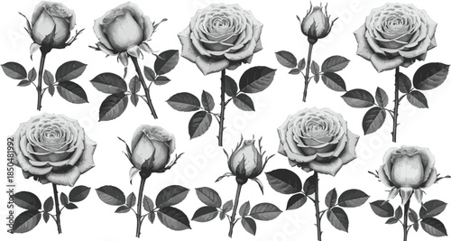 Collection of grayscale roses and buds with leaves on white background flowers floral