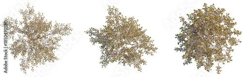 Prunus serrulata tree plan, cutout, top view, isolate, 4K PNG, Three tree tops with lush green leaves on transparent background