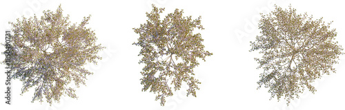 Photos Prunus serrulata tree plan, cutout, top view, isolate, 4K PNG, Three hanging tre