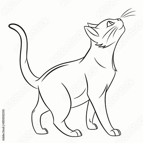 Curious cat looking up