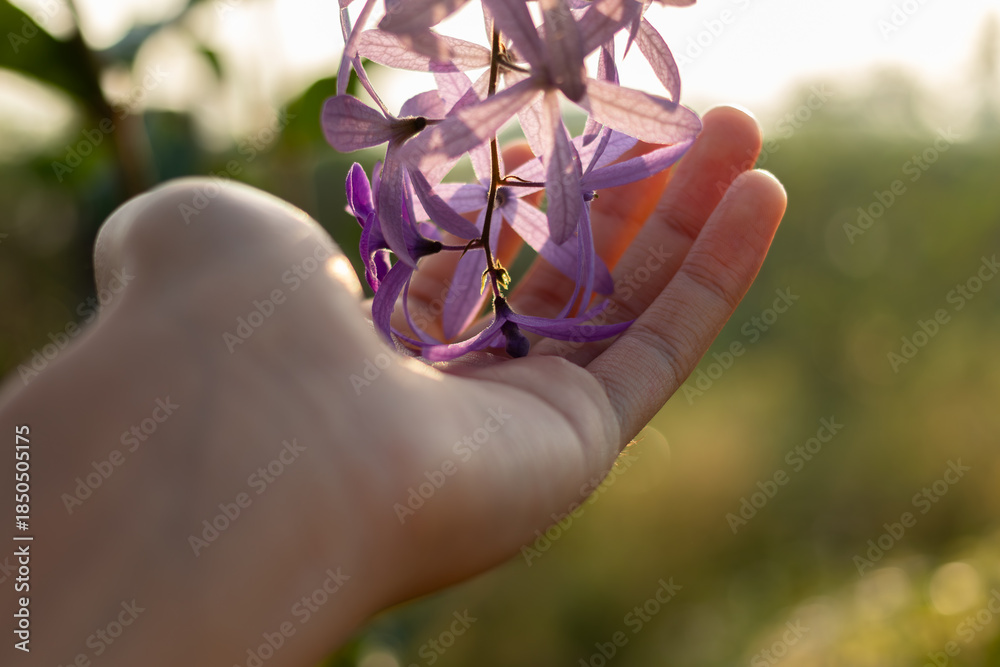Φωτογραφία Close up of a hand gently holding purple Petrea volubilis flowers under warm sun