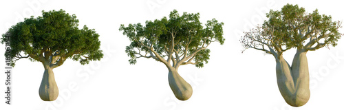 Cuadro en lienzo Brachychiton rupestris trees, elevation view, cutout, front, isolate, Three baob