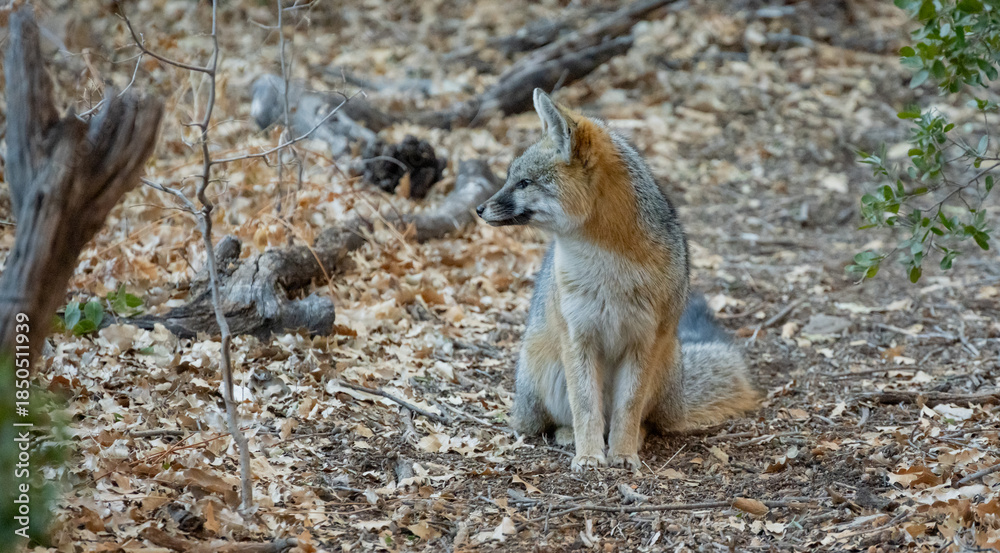 Naklejka premium Gray Fox Sits On Trail And Looks To The Left Of Frame