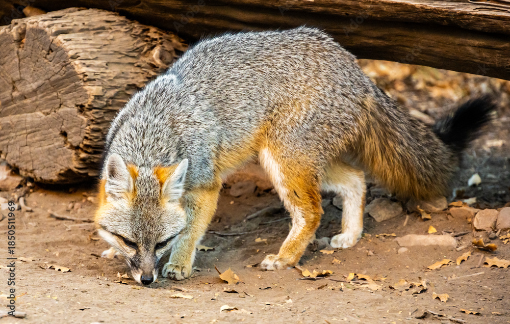 Naklejka premium Gray Fox Sniffs The Ground In Big Bend