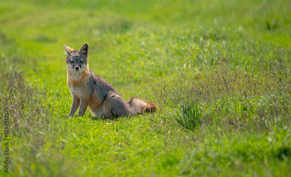 Fototapeta premium Island Fox Sits On Green Trail With One Ear Turned