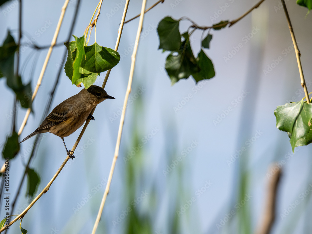 Naklejka premium Yellow-rumped warbler perched in a tree
