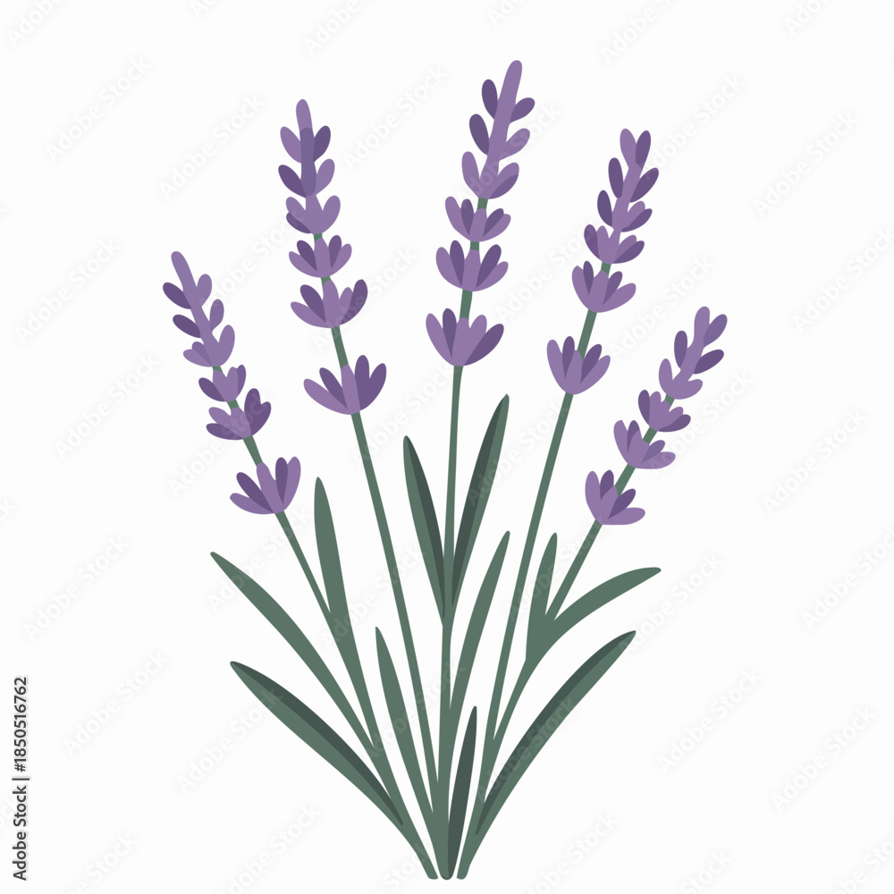 Naklejka premium Simple Lavender Flowers Bunch Illustration