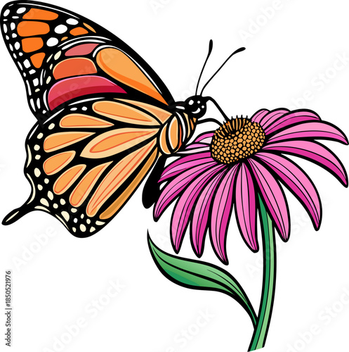 Colored line art vector of a Monarch butterfly with its proboscis extended, sipping nectar from the center of a blooming pink echinacea flower. Active pose, white background.