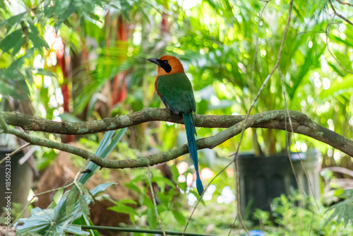Rufous Motmot perched on a branch in tropical forest, Panama.